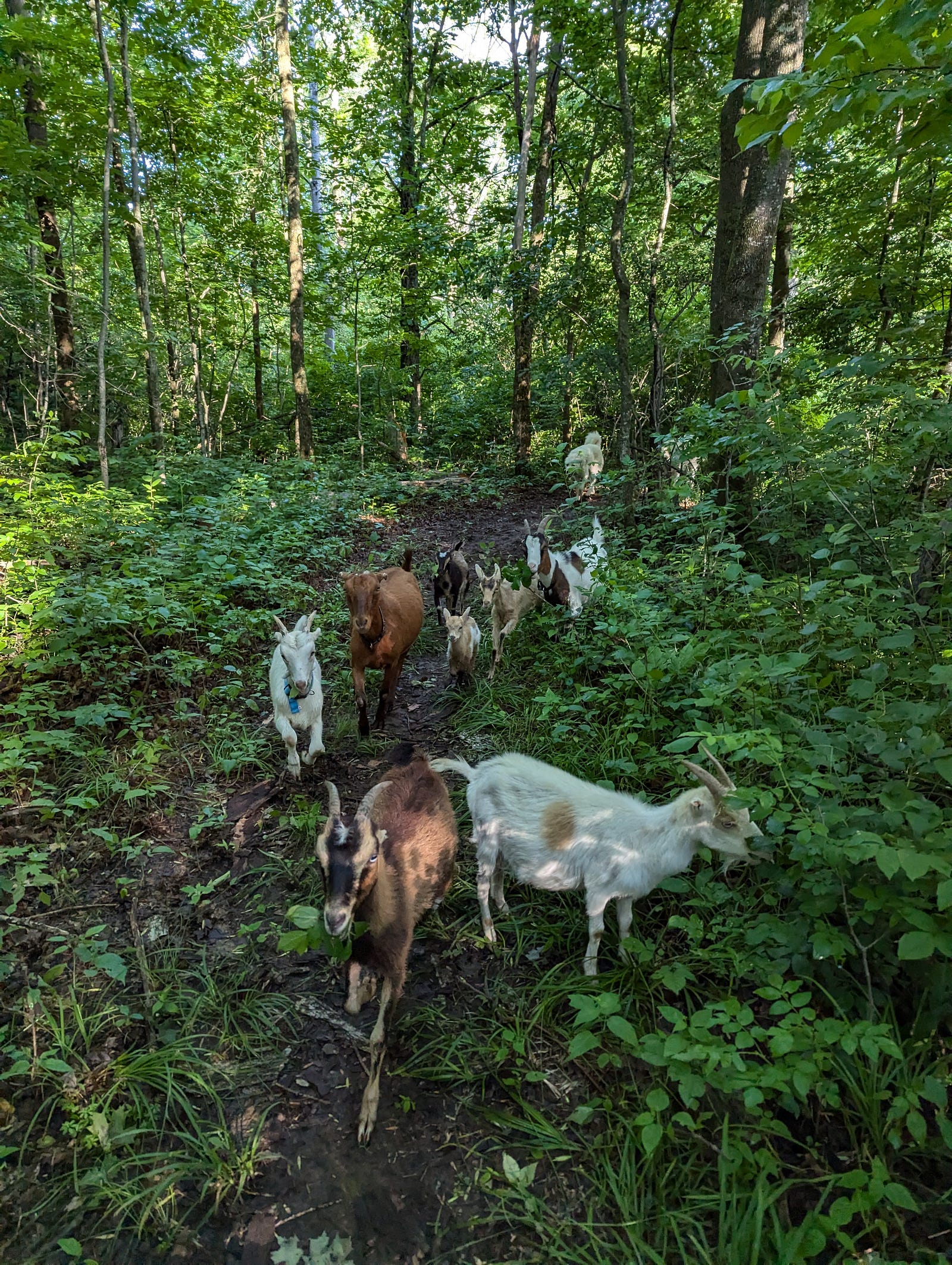 Goats in the forest
